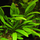 Криптокорина Виллиса (Cryptocoryne willisii) (меристема) Тайланд
