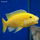 Лабидохромис еллоу (L) (Labidochromis caeruleus var. Yellow)