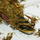 Нимфея Marliacea Albida белая, корневище