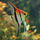 Скалярия Манакапуру (M) (Pterophyllum scalare manakapuru)