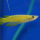 Щучка Аплохейлус линеатус (Aplocheilus lineatus)