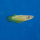 Щучка Аплохейлус линеатус (Aplocheilus lineatus)