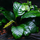 Анубиас Бартера Кофефолия (в горшке) (Anubias barteri var. coffeefolia)