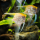 Скалярия золотая (S) (Pterophyllum scalare)