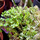 Селагинелла Краузе (Selaginella kraussiana)