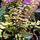 Адиантум хвостатый (Adiantum caudatum)