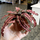 Криптантус двуполосый (Cryptanthus bivittatus "Chocolate Soldier"), L