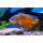 Астронотус красный (S) (Astronotus ocellatus var. Red Oscar)