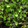 Коноцефалум конический (Conocephalum conicum)