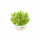 Криптокорина Вендта Зеленый Геккон (Cryptocoryne wendtii var. Green gecko) (меристема) Тайланд