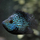 Цихлазома бриллиантовая баллон (S) (Herichthys cyanoguttatus)