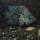 Цихлазома бриллиантовая баллон (S) (Herichthys cyanoguttatus)