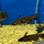 Сом Фишера (Trachelyopterus Fisheri)