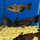 Сом Фишера (Trachelyopterus Fisheri)