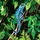Лиана Exo Terra Jungle Bendable Vine, малая