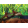 Лиана Exo Terra Jungle Bendable Vine, малая