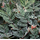Пеллиония (Pellionia Pulchra)