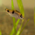 Барбус дынный (Haludaria fasciata)