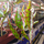 Бегония амфиоксус (Begonia amphioxus)