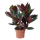 Костус эритрофиллус (Costus erythrophyllus)