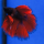 Петушок двухвостый (Betta splendens) (самец)