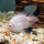 Попугай платиновый (Cichlasoma sp.)
