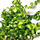 Фикус Пумила (Ficus Pumila Curly)