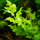 Папоротник индийский (с грузом) (Ceratopteris thalicroides)