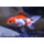 Золотая рыбка Оранда красно-белая (L) (Carassius auratus var.)