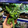 Папоротник драконьего хвоста (Asplenium Ebenoides Dragon's)