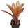 Неорегелия (Neoregelia Blood Red)