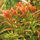 Аммания Сулавеси (с грузом) (Ammania sp Sulawesi)