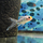 Золотая рыбка Шубункин S (Carassius gibelio forma auratus)