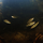 Лепоринус пятнистый (M) (Leporinus nijsseni)