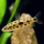 Лепоринус пятнистый (M) (Leporinus nijsseni)