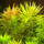 Лимнофила ароматика (в горшке) (Limnophila aromatica)