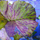Нимфея тигровая красная (в горшке) (Nymphaea lotus)