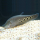 Нож индийский глазчатый (S) (Chitala ornata)