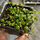 Пеперомия (Peperomia Prostrata)