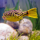 Тетрадон фахака (S) (Tetraodon lineatus)