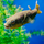 Тетрадон фахака (S) (Tetraodon lineatus)