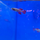 Нотобранхиус кардиналис (Nothobranchius cardinalis)