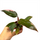 Филодендрон микс (Philodendron sp.) 10'