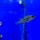 Геофагус Штайндахнера (S) (Geophagus steindachneri)