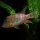 Геофагус Штайндахнера (S) (Geophagus steindachneri)
