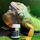 Смесь полнорационная кормовая для травоядных рептилий и амфибий Kate’s Geckos Lab Herbivore Gel diet
