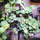 Каллизия ползучая (Callisia repens)