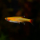 Кардинал золотой (Tanichthys albonubes var. gold)