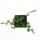 Селагинелла (Selaginella Uncinata)