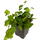 Фикус Pumila Green Sunny